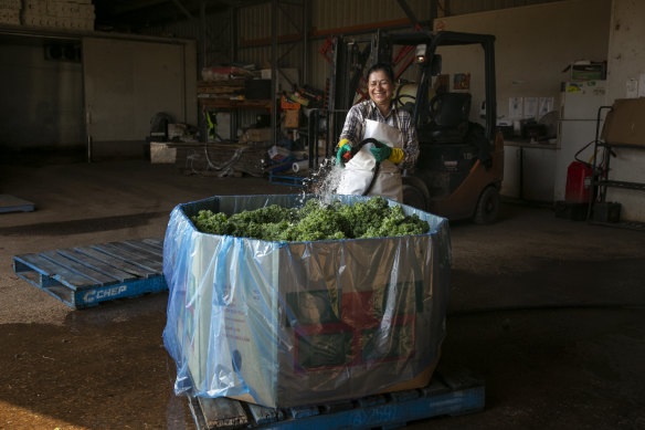 Ranmaya Gautam washes bunches of kale at a produce farm in Orchard Hills.