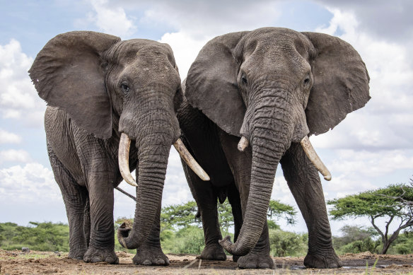 Two bull elephants at Ol Donyo lodge in the foothills of the Chyulu Hills, in the east of the Amboseli ecosystem, Kenya. 