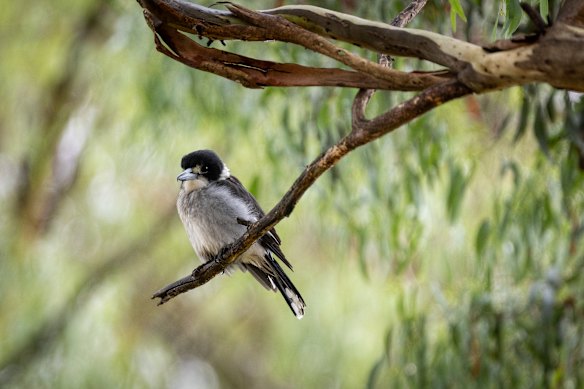 A grey butcherbird in Darebin Parklands.