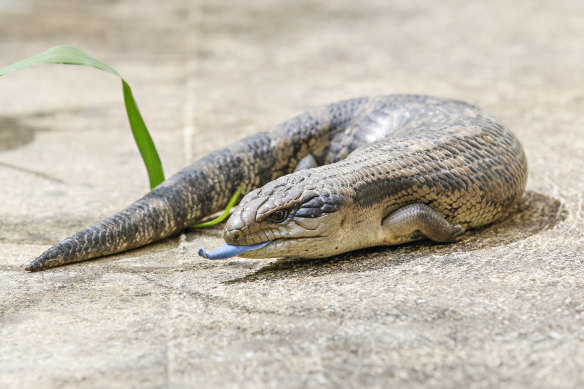 Cool science': Blue-tongued lizards in biological arms race for survival