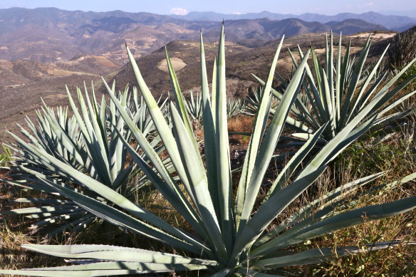 Tequila can only be called tequila if it’s made from 100% Blue Weber Agave and produced in Jalisco, Mexico.