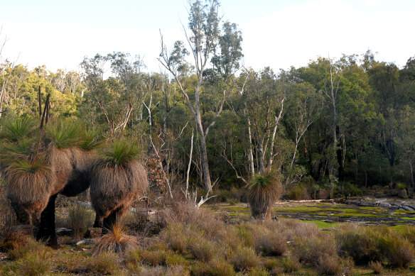 The Northern Jarrah Forest near Dwellingup ane of the areas where Rio Tinto wants to explore.