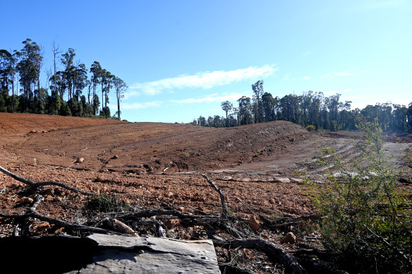 Some of the forest cleared for Alcoa’s Willowdale mine is easily seen from public roads.