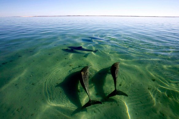 Os golfinhos-nariz-de-garrafa de Shark Bay são estudados há mais de 40 anos.