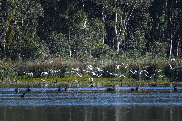 The artificial flow of water through the Murray River has affected the ecology of the Ramsar-listed Barmah Lake. 