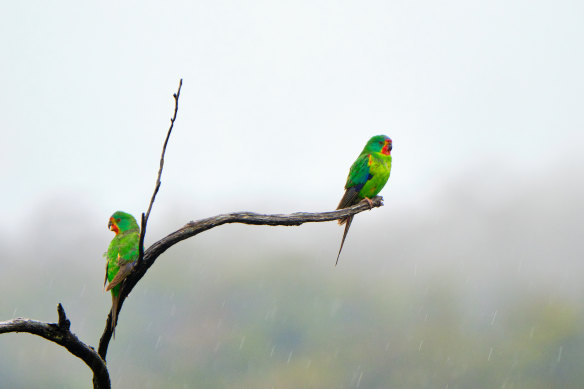 Swift parrots are critically endangered and sometimes visit Cheetham Wetlands. 