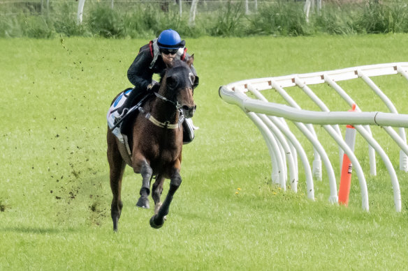 Craig Williams rides Hoo Ya Mal at Werribee during the week.