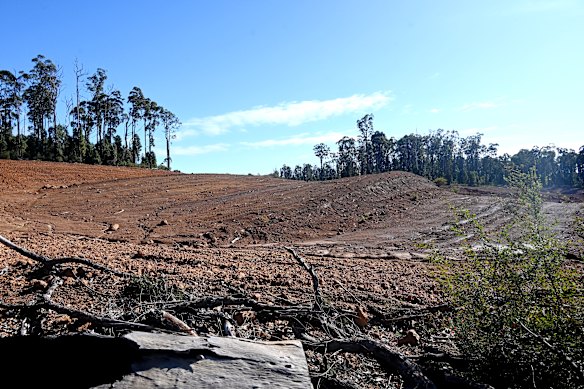 Some of the forest cleared for Alcoa’s Willowdale mine.