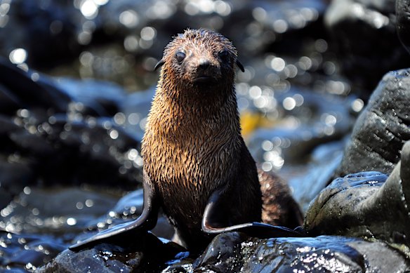 A seal at Seal Rocks on Phillip Island.