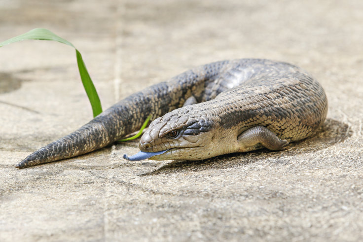 Cool Science Blue Tongued Lizards In Biological Arms Race For Survival