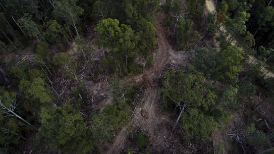 The Lower Bucca State Forest near Coffs Harbour. Forestry Corp. has suspended logging in this region of NSW after last week’s huge rainfall and subsequent floods.