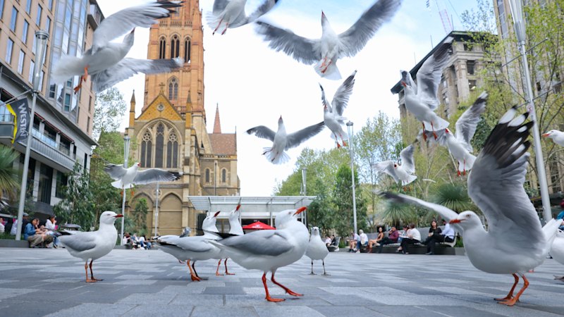 ‘More seagulls than people’: Nine months after reopening, City Square is a ghost town