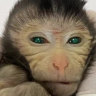 A monkey has been born with fluorescent eyes and fingers in a world first. Here’s why