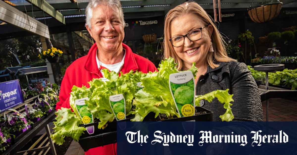 Lettuce price: Nurseries report spike in seed and seedling sales as Victorians grow their own - Vimarsana News