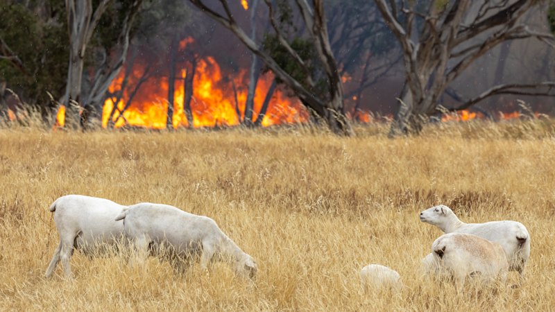 ‘The whole state is still a tinderbox’: Victoria braces for extreme fire conditions