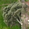 Britain’s beloved Sycamore Gap tree felled in ‘deliberate act of vandalism’