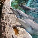 Opposition Leader Zak Kirkup is hoping to shore up the pro-dolphin vote in Dawesville.