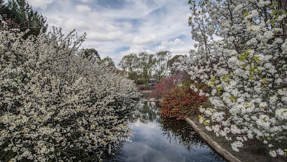 The blossoming trees at Tulip Top.