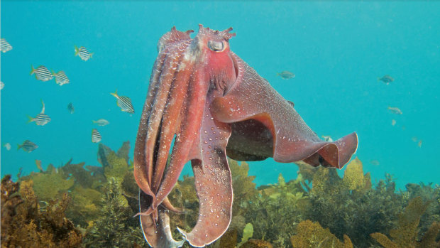 Australian Giant Cuttlefish have been found to have more mating success when approaching from the right