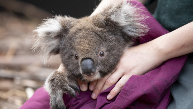 Young koala emerges to view his surroundings.