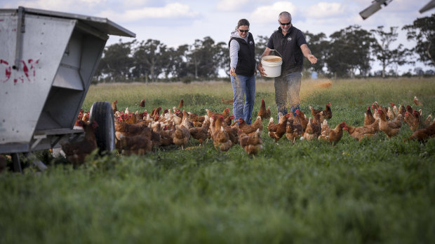 Greg Forster and wife Felicity Cassano, owners of Gippsland Pastured, at their farm in Winnindoo. The rain in April has done wonders for their chicken, cattle and pigs.
