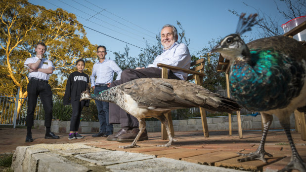 Nick DeWan,  Demi and George Katheklakis, and Tim DeWan are fond of the peafowl that visit their Narrabundah homes. 