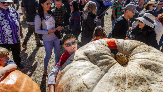 Levi Williams, 6, tries to get his arms around the heaviest pumpkin at the Collector Village Pumpkin Festival, a 271kg whopper grown by Michael Kiernan.