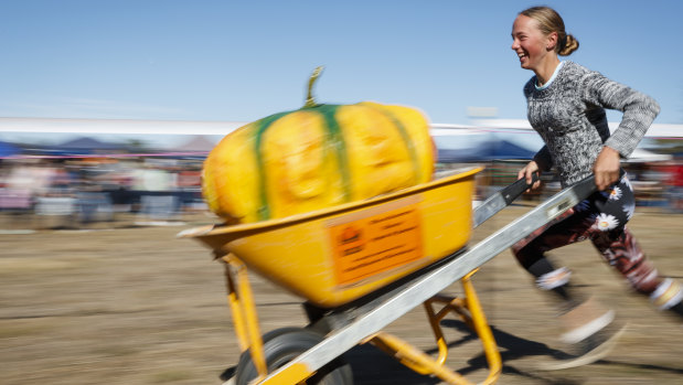 Collector resident Heidi Staples clocks a quick time in the pumpkin wheelbarrow race.