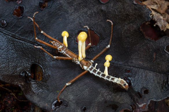 A Cordyceps fungus in a stick insect in a tropical rainforest.