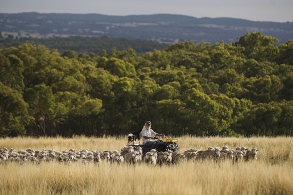 John Ive’s strategic grazing practices, which match paddock size and sheep grazing rates with the changing landscape and its livestock carrying capacity, are boosting soil health and carbon content.
