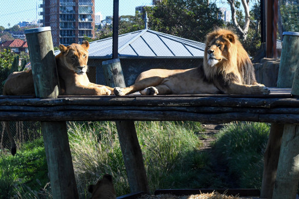 The zoo’s adult lions in May this year.