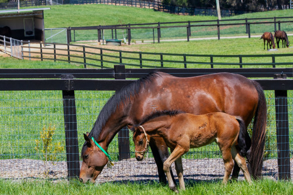 Fireburn as a foal, with her dam Mull Over.