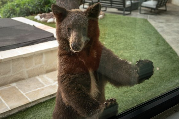 A curious black bear peers into a window at a property in Monrovia.