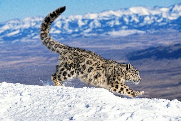 The hard-to-spot snow leopard.
