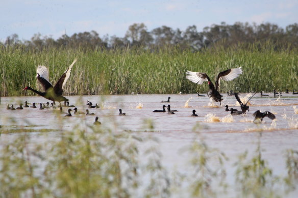 Birdlife is returning to parts of the Macquarie Marshes but much of the area is still to get a lot of water.