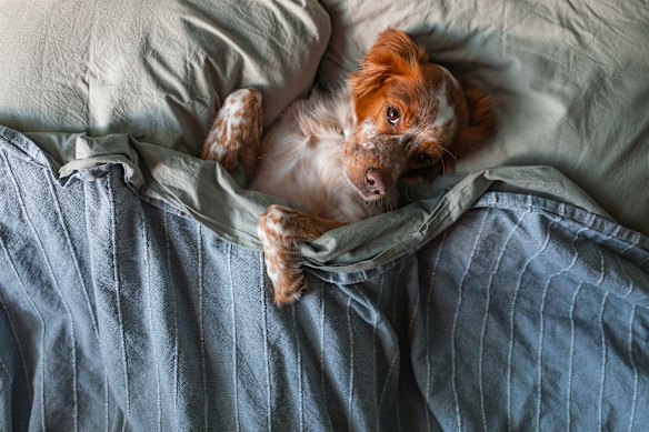 Does your pet sleep between the sheets? Let’s hope they’re being washed regularly.