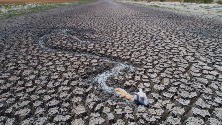 A sheep mired in drainage canals at Lake Cawndilla.