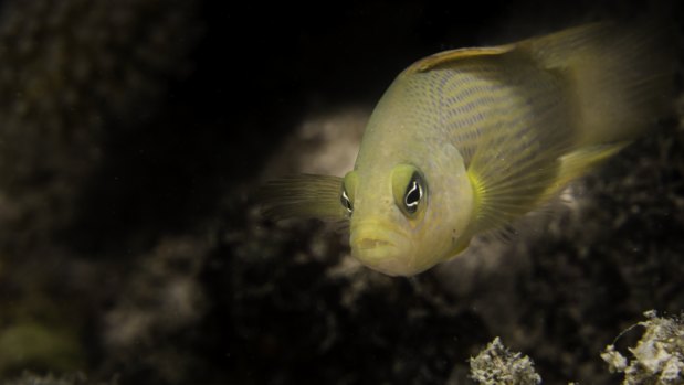 Damselfish were used in the study that found boat noises could be impacting their ability to learn.