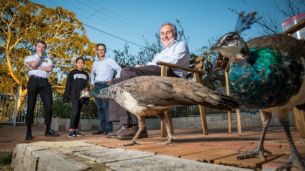 Nick DeWan,  Demi and George Katheklakis, and Tim DeWan are fond of the peafowl that visit their Narrabundah homes. 