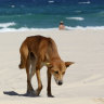 Woman bitten by pack of dingoes in attack on K’gari