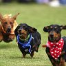 Dashing dachshunds compete for glory. 