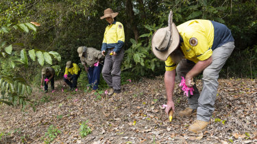 A team works on the eradication of yellow crazy ants, an introduced species.