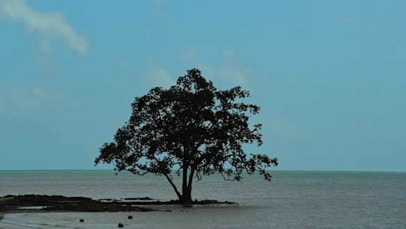 A tree at the water’s edge of Saibai Island, which the Federal Court found to be under existential threat from climate change.