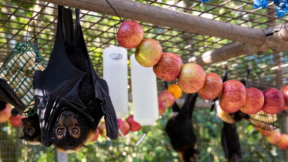 More than 400 orphaned juvenile spectacled flying foxes were brought in for care over the space of just a few days.