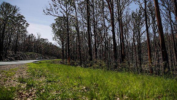 New growth on bushfire-impacted trees along the Princes Highway near Batemans Bay.
