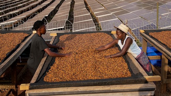 Workers turn excelsa coffee beans to dry near Nzara, South Sudan during this year’s harvest.