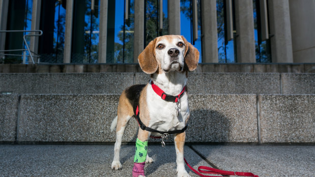 Hoover might become the first dog to receive prostate-cancer nanotherapy.