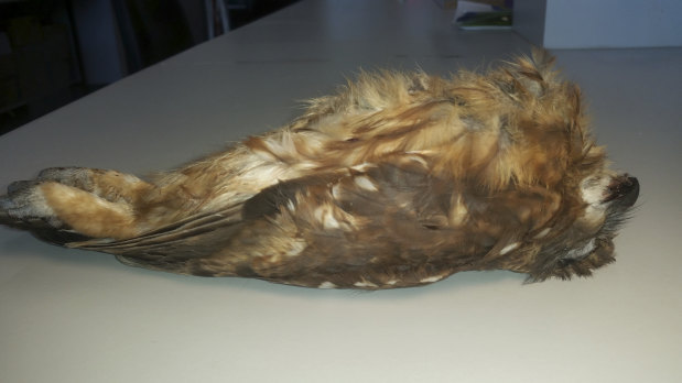 A dead boobook awaiting dissection. The bird has blood around its beak, another common sign of AR poisoning.