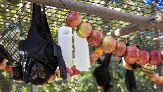 More than 400 orphaned juvenile spectacled flying foxes were brought in for care over the space of just a few days.