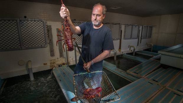 Markus Nolle president of the Victorian Rock Lobster Association. 